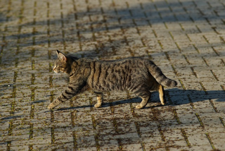 shunプロフィール画像